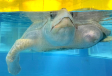 Karaa Adopt turtle patient Karaa. Image.