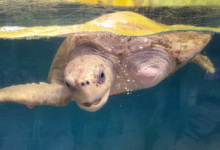 Karaa Turtle patient Karaa in his tank at the Rescue Centre. Image.