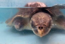 Avi Turtle patient Avi recovering in the tank at the Rescue Centre. Image.