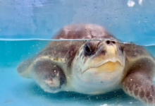 Avi, olive ridley sea turtle, found floating - likely ghost gear victim, deceased Turtle patient Avi recovering in the tank at the Rescue Centre. Image.