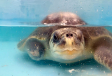 Avi Turtle patient Avi recovering in the tank at the Rescue Centre. Image.