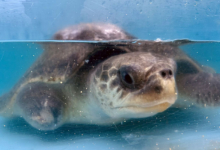 Avi Turtle patient Avi recovering in the tank at the Rescue Centre. Image.