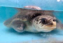 Avi Turtle patient Avi recovering in the tank at the Rescue Centre. Image.