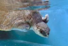 Avi Turtle patient Avi recovering in the tank at the Rescue Centre. Image.
