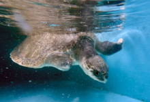 Avi Turtle patient Avi recovering in the tank at the Rescue Centre. Image.