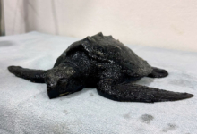 Kadhuru covered in tar Turtle patient Kadhuru covered in tar. Image.