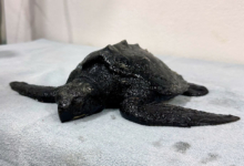 Kadhuru covered in tar Turtle patient Kadhuru covered in tar. Image.