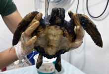 Kadhuru covered in tar Turtle patient Kadhuru covered in tar. Image.