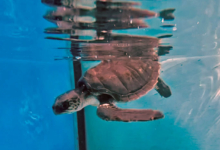 Kadhuru Turtle patient Kadhuru recovering in the tank at the Rescue Centre. Image.