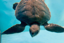 Kadhuru Turtle patient Kadhuru recovering in the tank at the Rescue Centre. Image.