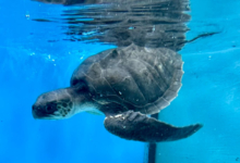 Kadhuru Turtle patient Kadhuru recovering in the tank at the Rescue Centre. Image.