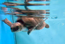 Kadhuru Turtle patient Kadhuru recovering in the tank at the Rescue Centre. Image.