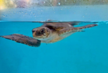 Kadhuru, Released Turtle patient Kadhuru recovering in the tank at the Rescue Centre. Image.