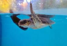 Kadhuru Turtle patient Kadhuru recovering in the tank at the Rescue Centre. Image.