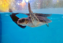 Kadhuru Turtle patient Kadhuru recovering in the tank at the Rescue Centre. Image.