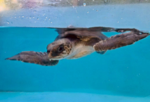 Kadhuru Turtle patient Kadhuru recovering in the tank at the Rescue Centre. Image.