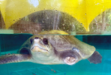 Karaa Turtle patient Karaa, a flipper amputee, recovering in the tank at the Rescue Centre. Image.