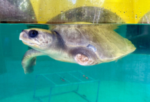 Karaa Turtle patient Karaa, a flipper amputee, recovering in the tank at the Rescue Centre. Image.