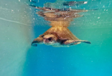 Paree Turtle paient Paree recovering in the tank at the Rescue Centre. Image.