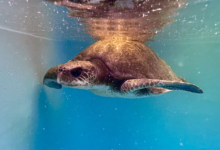 Paree Turtle paient Paree recovering in the tank at the Rescue Centre. Image.