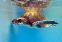 Paree Turtle paient Paree recovering in the tank at the Rescue Centre. Image.