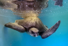 Paree Turtle paient Paree recovering in the tank at the Rescue Centre. Image.