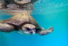 Paree, Released Turtle paient Paree recovering in the tank at the Rescue Centre. Image.