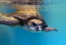 Paree Turtle paient Paree recovering in the tank at the Rescue Centre. Image.