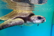 Paree Turtle paient Paree recovering in the tank at the Rescue Centre. Image.