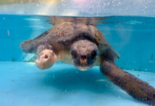 Raalhu Turtle patient Raalhu recovering from ghost gear entanglement and plastic ingestion at the Rescue Centre. Image.