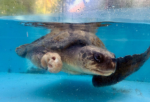 Raalhu Turtle patient Raalhu recovering from ghost gear entanglement and plastic ingestion at the Rescue Centre. Image.