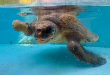 Raalhu Turtle patient Raalhu recovering from ghost gear entanglement and plastic ingestion at the Rescue Centre. Image.