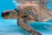 Raalhu Turtle patient Raalhu recovering from ghost gear entanglement and plastic ingestion at the Rescue Centre. Image.