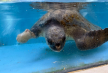Raalhu Turtle patient Raalhu recovering from ghost gear entanglement and plastic ingestion at the Rescue Centre. Image.