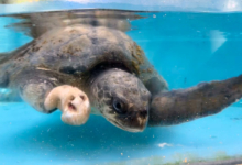 Raalhu Turtle patient Raalhu recovering from ghost gear entanglement and plastic ingestion at the Rescue Centre. Image.