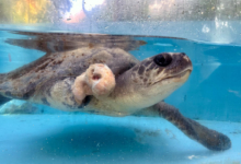 Raalhu Turtle patient Raalhu recovering from ghost gear entanglement and plastic ingestion at the Rescue Centre. Image.