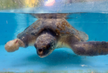 Raalhu Turtle patient Raalhu recovering from ghost gear entanglement and plastic ingestion at the Rescue Centre. Image.