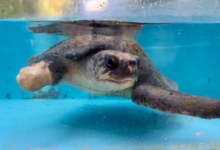 Raalhu Turtle patient Raalhu recovering from ghost gear entanglement and plastic ingestion at the Rescue Centre. Image.