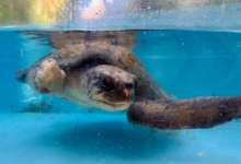 Raalhu, olive ridley sea turtle, ghost gear victim, deceased Turtle patient Raalhu recovering from ghost gear entanglement and plastic ingestion at the Rescue Centre. Image.