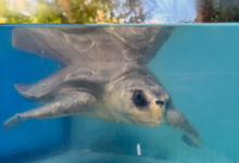 Paree Turtle patient Paare in the tank at the Rescue Centre. Image.
