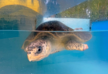 Avi Turtle patient Avi in the tank at the Rescue Centre. Image.
