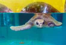 Vaarey Turtle patient Vaarey in the tank at the Rescue Centre. Image.