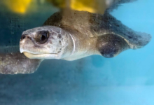 Vaarey Turtle patient Vaarey in the tank at the Rescue Centre. Image.