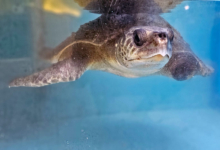 Vaarey Turtle patient Vaarey recovering in the tank at the Rescue Centre. Image.