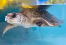 Vaarey Turtle patient Vaarey recovering in the tank at the Rescue Centre. Image.