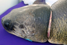 Vaarey Turtle patient Vaarey, neck constriction. Image.