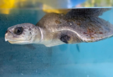 Vaarey Turtle patient Vaarey recovering in the tank at the Rescue Centre. Image.