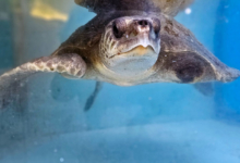 Vaarey Turtle patient Vaarey recovering in the tank at the Rescue Centre. Image.