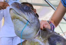 Vaarey Turtle patient Vaarey, neck constriction. Image.