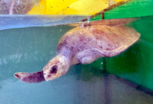 Vaarey Turtle patient Vaarey in the tank at the Rescue Centre. Image.